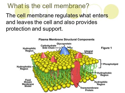 Cell Membrane Information Worksheet Pdf Cell Membrane Lipid