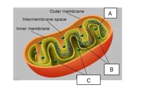 Observe The Given Below Diagram And Answer The Following A Identify