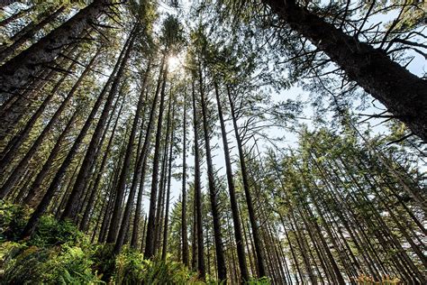 Pacific Northwest Pine Trees Photograph By Cathy Neth Pixels