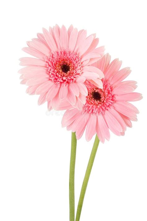 Roze Gerbera Bloem Witte Achtergrond Stock Foto Image Of Installaties