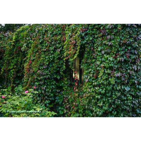 Winobluszcz Pi Ciolistkowy Parthenocissus Quinquefolia Kupuj W Obi