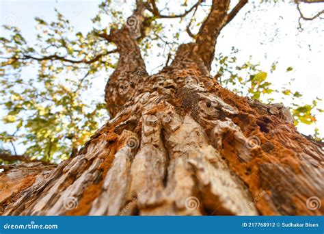 beautiful bottom view  tree trunk  jungle stock photo image