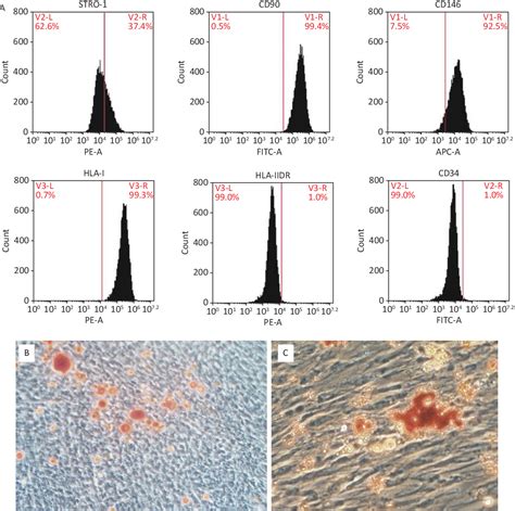 Pdf Nicotine Weakens The Osteogenic Differentiation And Immune