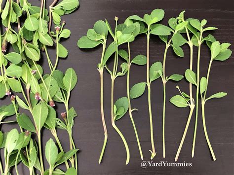 Frogfruit Unrooted Cuttings Florida Native Groundcover Matchweed Turkey