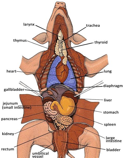 Fetal Pig Dissection Diagram Structures Fetal Pig Dissection