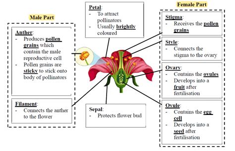 Reproduction In Plants Pollination And Fertilisation The Science Shifu