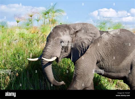 Stunning Bull Elephant In The Okavango Delta Stock Photo Alamy