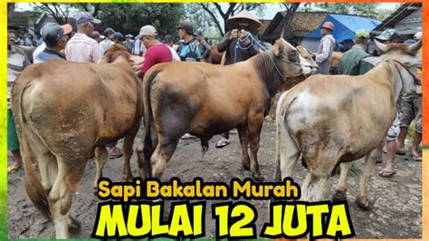 12 Juta Sapi Bakalan Siap Masuk Kandang Penggemukkan Pasar Glenmore