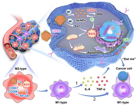 Reprogramming Tumor Associated Macrophages With A Se Based Core Satellite Nanoassembly To