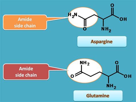 List Of Amino Acids How To Remember