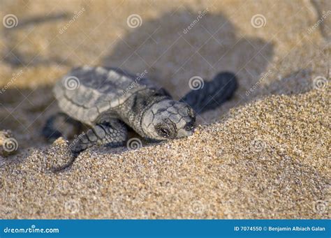 Loggerhead Turtle Baby(Caretta Caretta) Stock Photo - Image of born ...