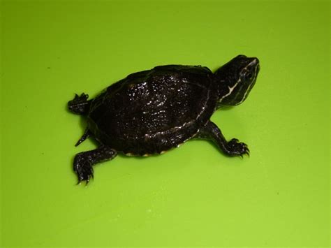 Common Musk Turtle - baby - Strictly Reptiles