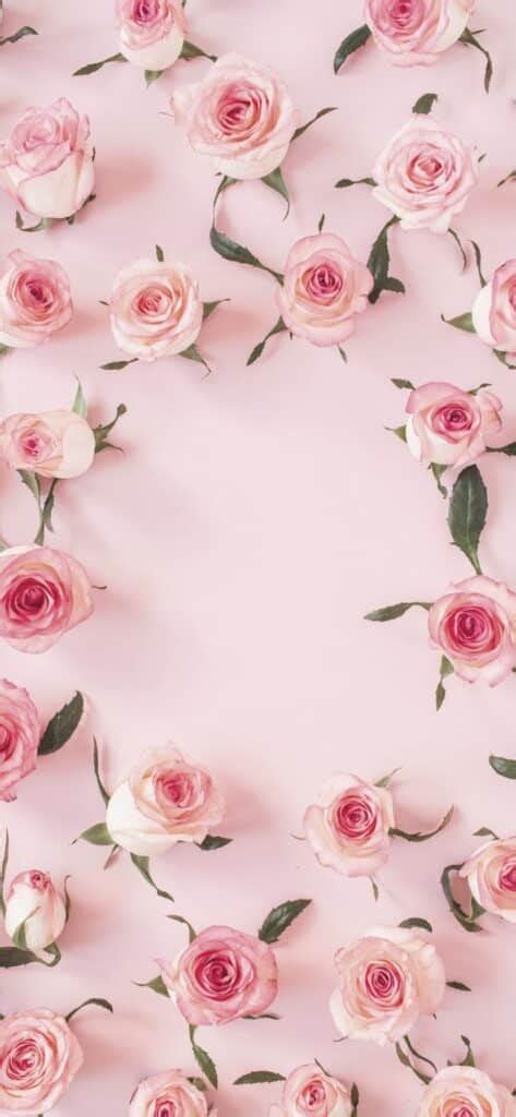 96 Wallpaper Pink Rose Iphone free Download - MyWeb