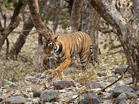 Are bengal tigers endangered - Why are bengal tigers endangered - Zooologist