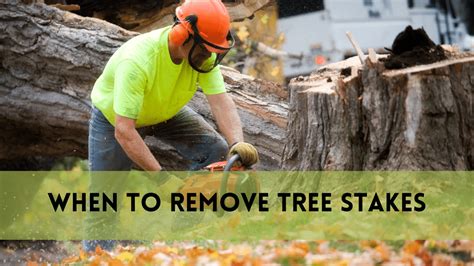 When To Remove Tree Stakes Detailed Explanation