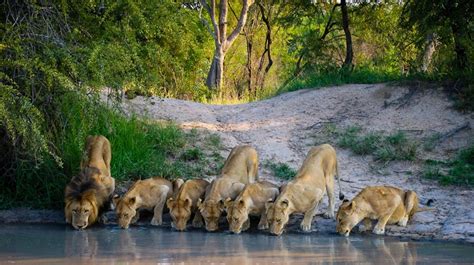 10 Safari Holidays in South Africa: Itinerary | Bookmundi