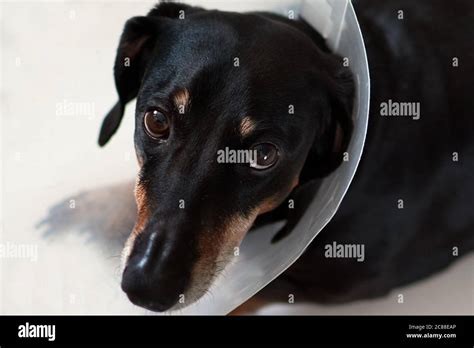 Perro Triste Acostado En Una Cama Enfermo Con Cuello Isabelino De