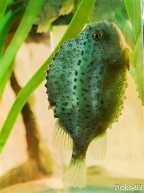 Lompe Cyclopterus lumpus Aquarium Nausicaä Boulogne sur Flickr