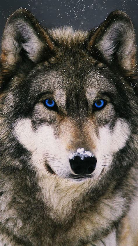 iPhone Wolf Wallpapers - Top Free iPhone Wolf Backgrounds - WallpaperAccess