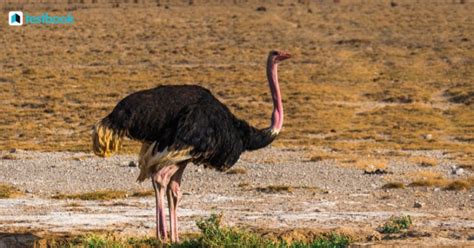 Largest Bird in the World: Check Name Top 10 Birds List, Features
