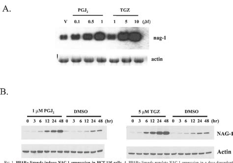 Figure 3 from Expression of NAG 1 a Transforming Growth Factor β