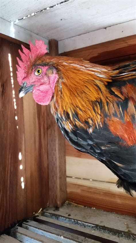 Black Copper Marans Time Progression Of Sexing Updated With Weeks 1 3 Pictures Page 33