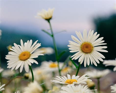 🔥 [50+] White Flowers Wallpapers | WallpaperSafari