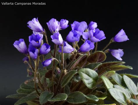 Vallarta Campanas Moradas G Beck Violetviol Plants Collection