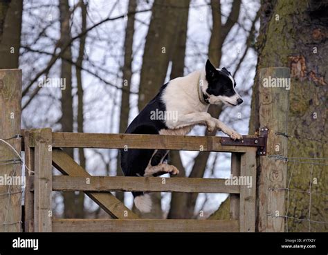 Border Collie Dog Leaping Over Wooden Gate Bonnington Lanarkshire