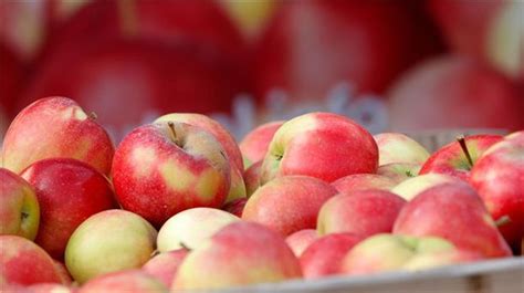 Apfel Erntesaison für Niedersachsen eröffnet