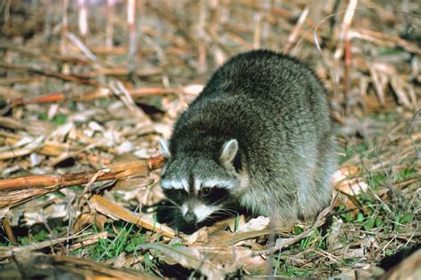 Do Raccoons Dig Holes In Yards Sciencing