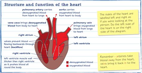 Heart Rgcse