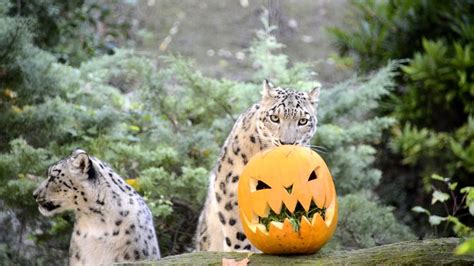 Chi Ha Paura Dei Giganti Al Parco Natura Viva Parksmania