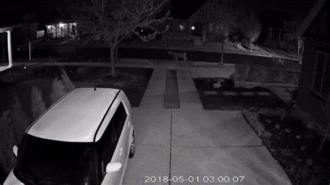 My Security Camera Alerted Me To Movement At 3am I Live In The Suburbs