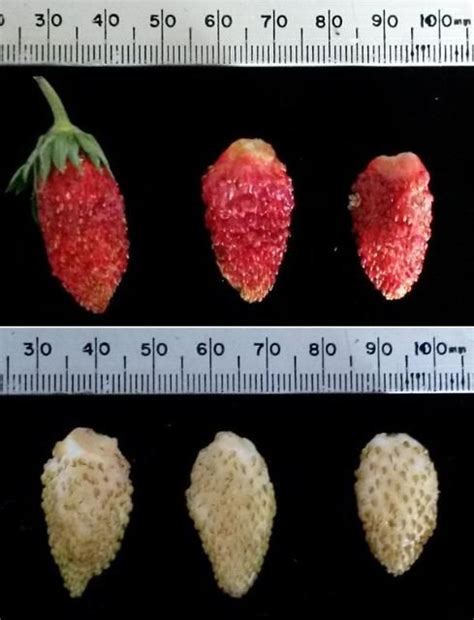 HS1326 HS1326 Alpine Strawberry As A Potential Niche Crop For Florida