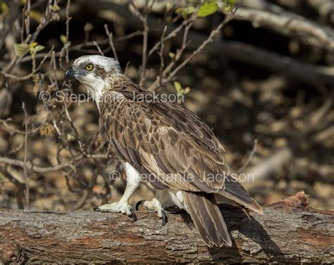 Best Photos of Australian Birds of Prey, Images of Raptors in Australia