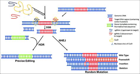 Illustration Showing Different Steps In Clustered Regularly Interspaced