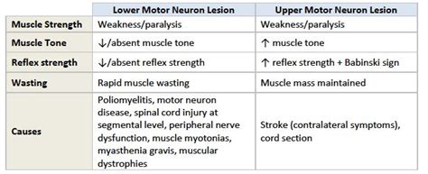 Upper And Lower Motor Neurons Motor Neuron Basic Anatomy And