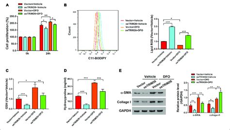 Effect Of Trim26 Overexpression On Deferoxamine Dfo Inhibited