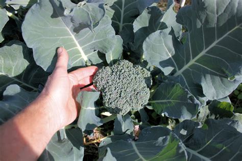 Packmanbroccoli Happy Acres Blog