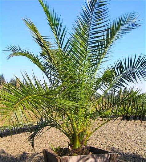 Xxl Giant Phoenix Canariensis Canary Island Date Palm Large Circa