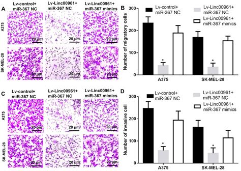 Upregulation Of Mir Reverses The Effects Of Linc On The