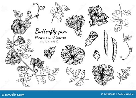 Collection Set Of Butterfly Pea Flower And Leaves Drawing Illustration