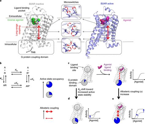 Rational Design Of Gpcr Allosteric Regulation A Left And Right B Ar