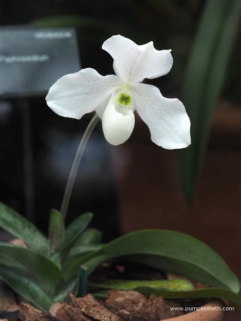 Orchids At Kew Gardens Orchid Festival 2019 Pumpkin Beth