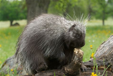 Nature Notes Porcupine Harpswell Heritage Land Trust