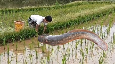 稻田裡的鱔魚大得能吃小龍蝦，二娃下去兩個小時就抓了半桶，全是斤貨太過癮鱔哥二娃打野農村戶外鱔魚 Youtube