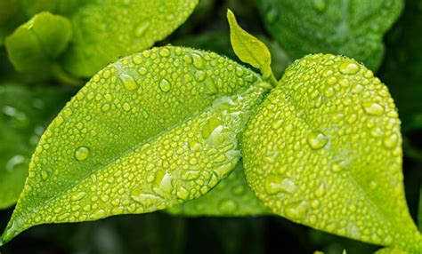 leafy greens color scheme green schemecolorcom