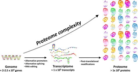 Frontiers The Russian Doll Model How Bacteria Shape Successful And