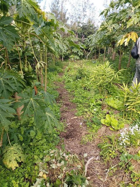 Zaytuna Farm Home Of The Permaculture Research Institute 1158